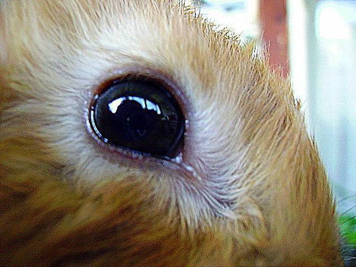 Заболевания глаз у кроликов