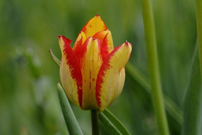Обзор ранних и поздних махровых пионовидных тюльпанов