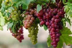 Русский ранний виноград описание