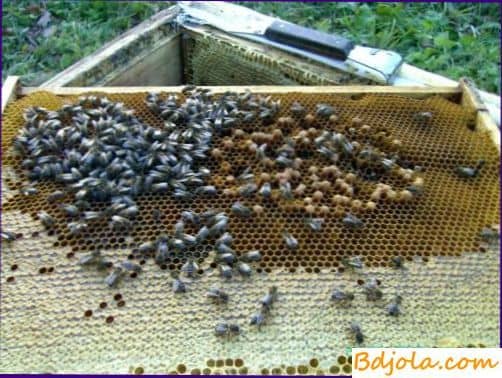 Семьи - трутовки и способы их исправления | практическое пчеловодство