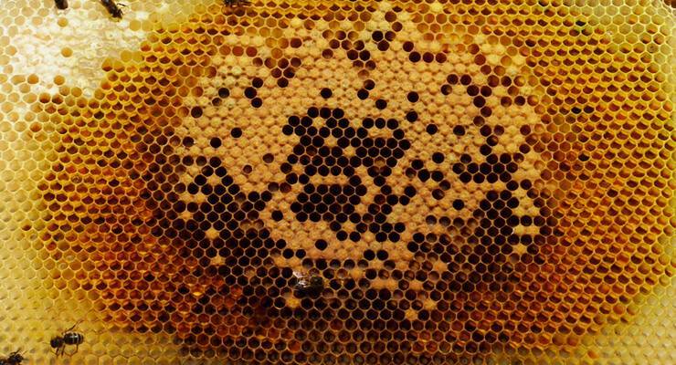 Болезни пчел: признаки, препараты для лечения и меры профилактики