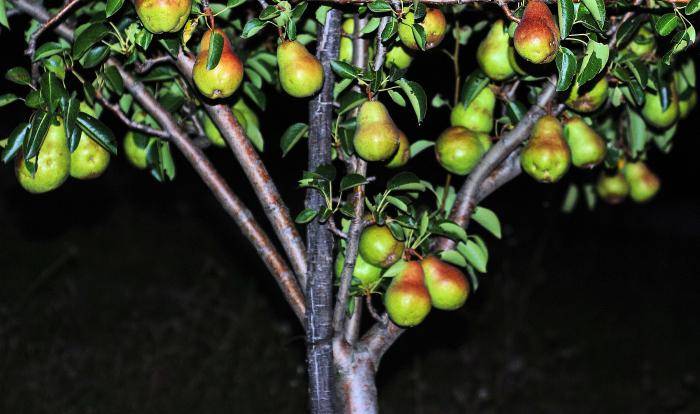 Как выращивать в подмосковье груши сорта талгарская красавица