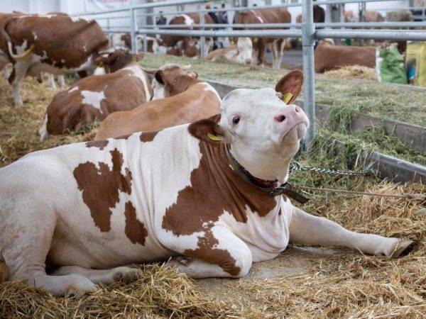 У коровы после осеменения кровянистые выделения