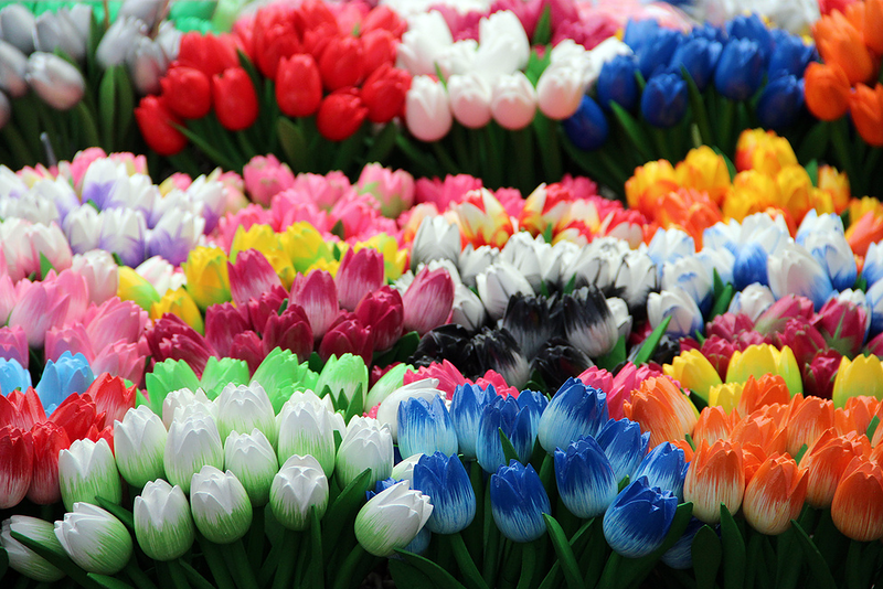 Тюльпаны: описание цветов и их выращивание