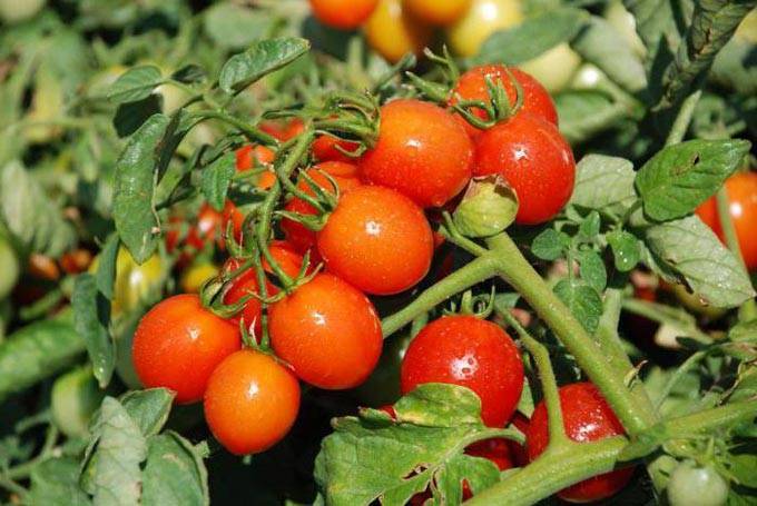 Применение удобрения азофоски для помидоров