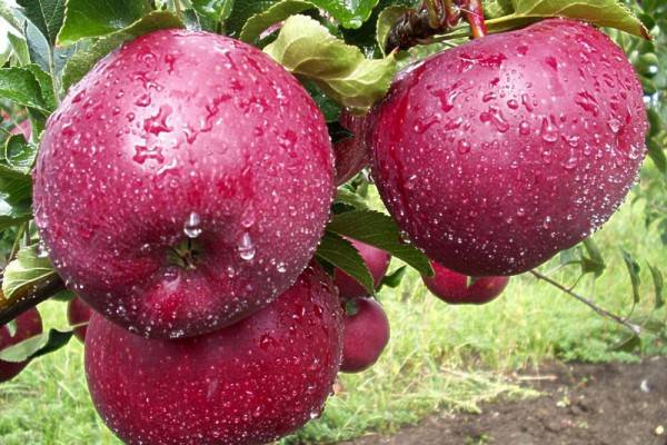 Сорт яблони Лобо: фото и описание сорта