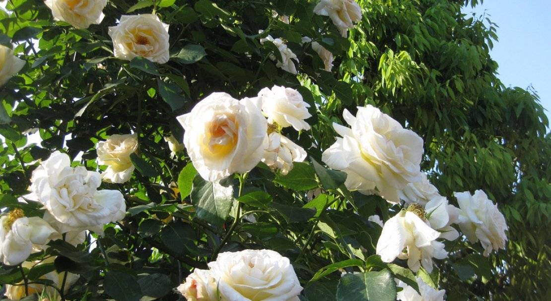 Описание и характеристики почвопокровной розы сорта боника 82: как выращивать