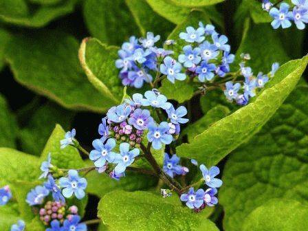 Колокольчики цветы — описание растения и виды