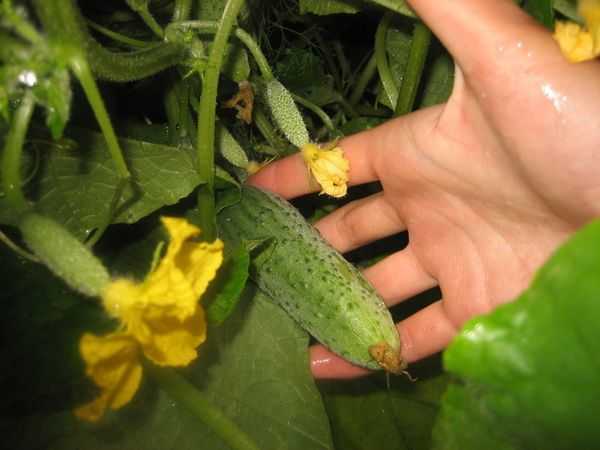 Огурец пальчик: описание сорта, фото, агротехника, посадка, уход и сбор урожая