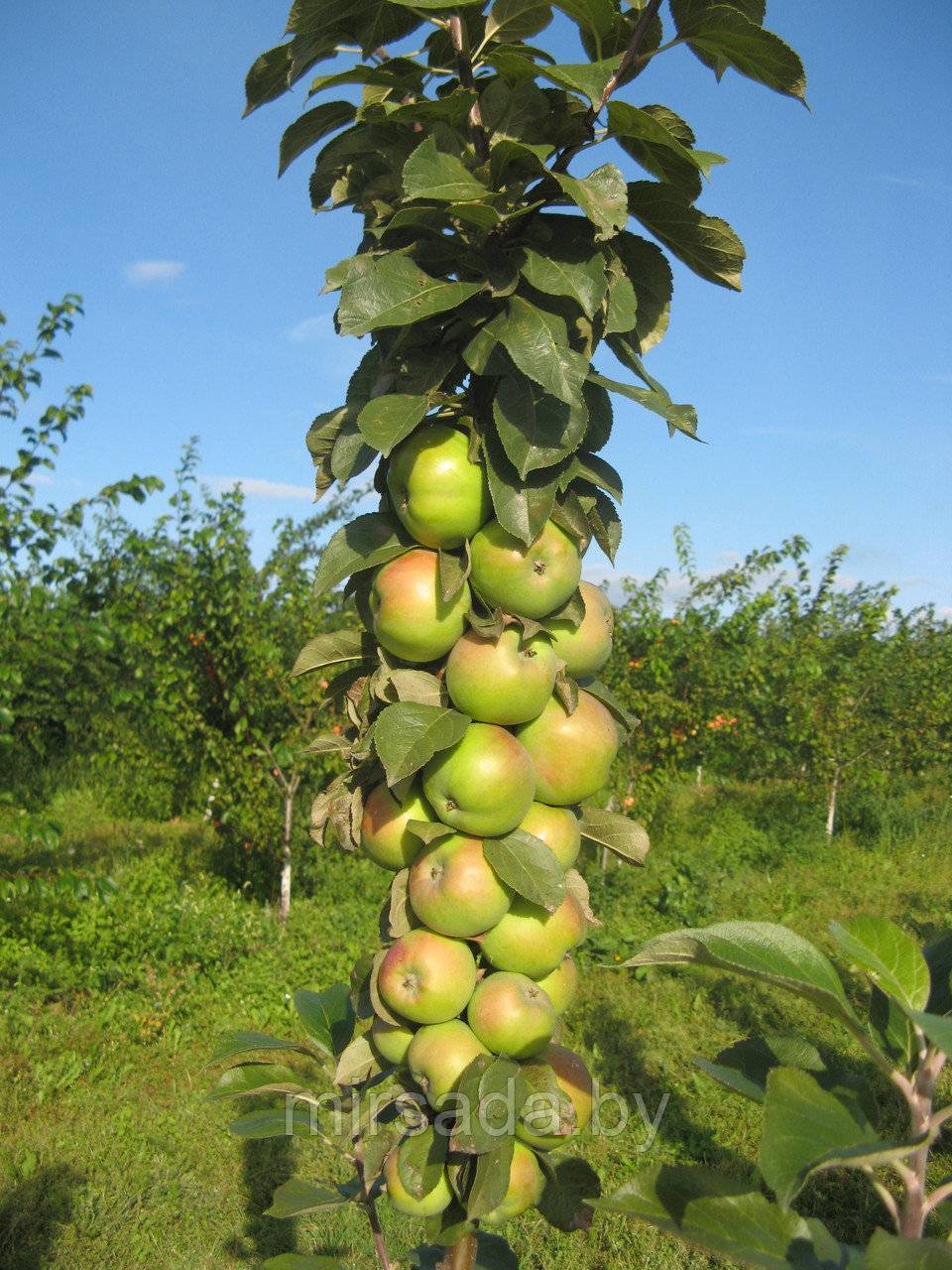 Колоновидная яблоня медок: описание, фото, отзывы