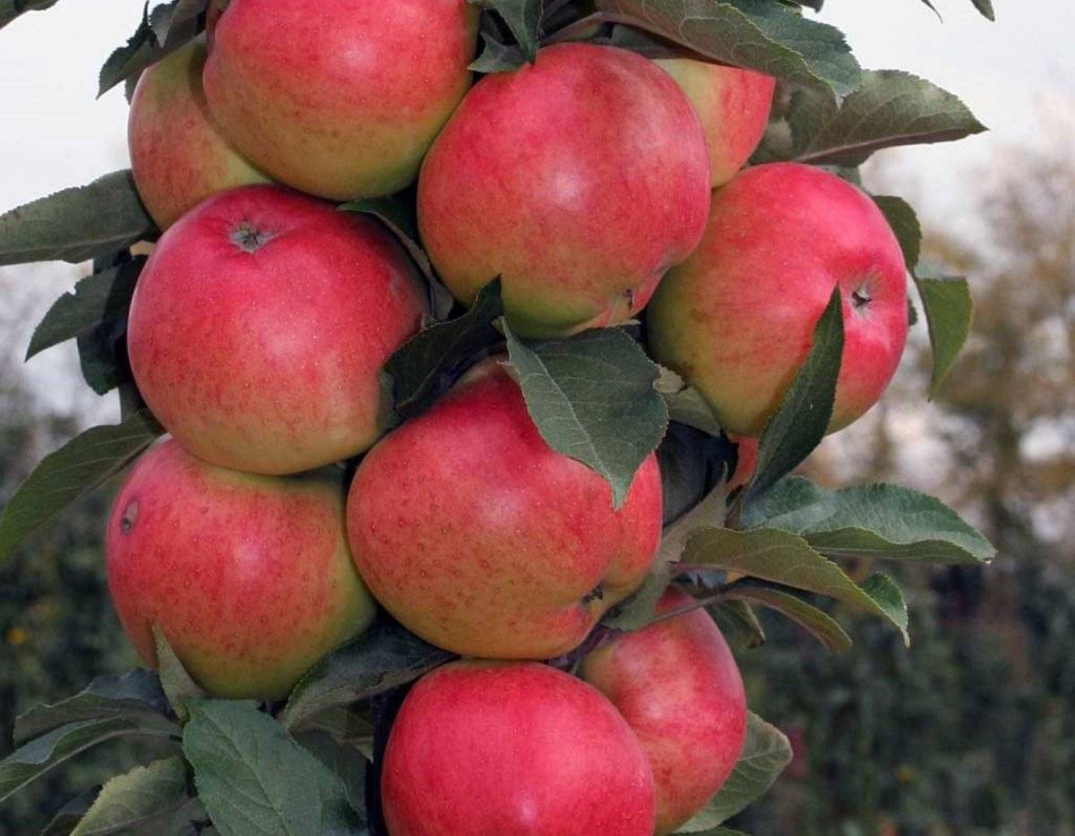 Лучшие сорта колоновидных яблонь для московской области