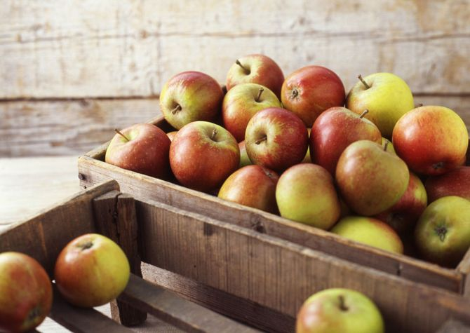 Как надолго сохранить яблоки в погребе свежими?