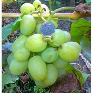 Сочный и ароматный виноград «богатяновский»: описание сорта, характеристики и фото