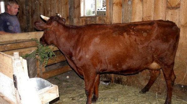 Российская красногорбатовская порода коров