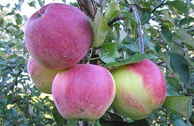 Характеристика и описание яблони «богатырь»