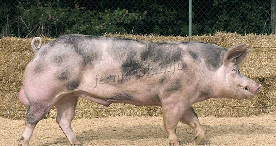 Порода свиней пьетрен