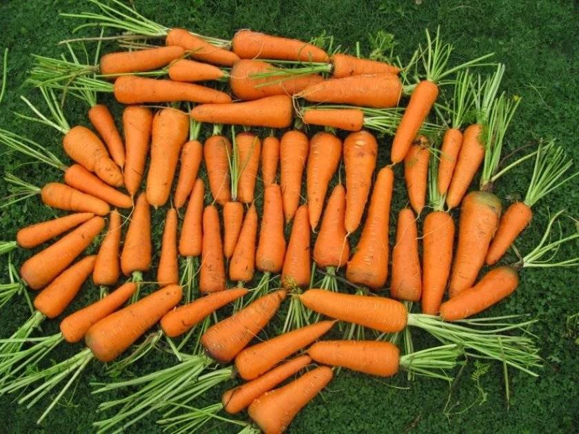 Морковь наполи f1 характеристика