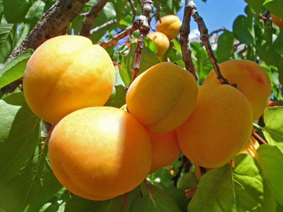 «графиня» — подмосковный высокоурожайный сорт абрикоса
