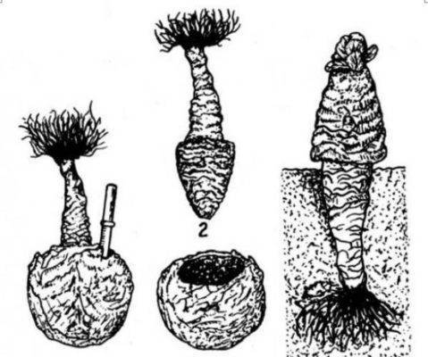 Универсальный высокоурожайный сорт капусты «подарок»: фото, описание и пошаговая инструкция по выращиванию