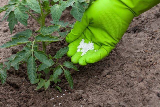 Нитрофоска: применение удобрения на огороде