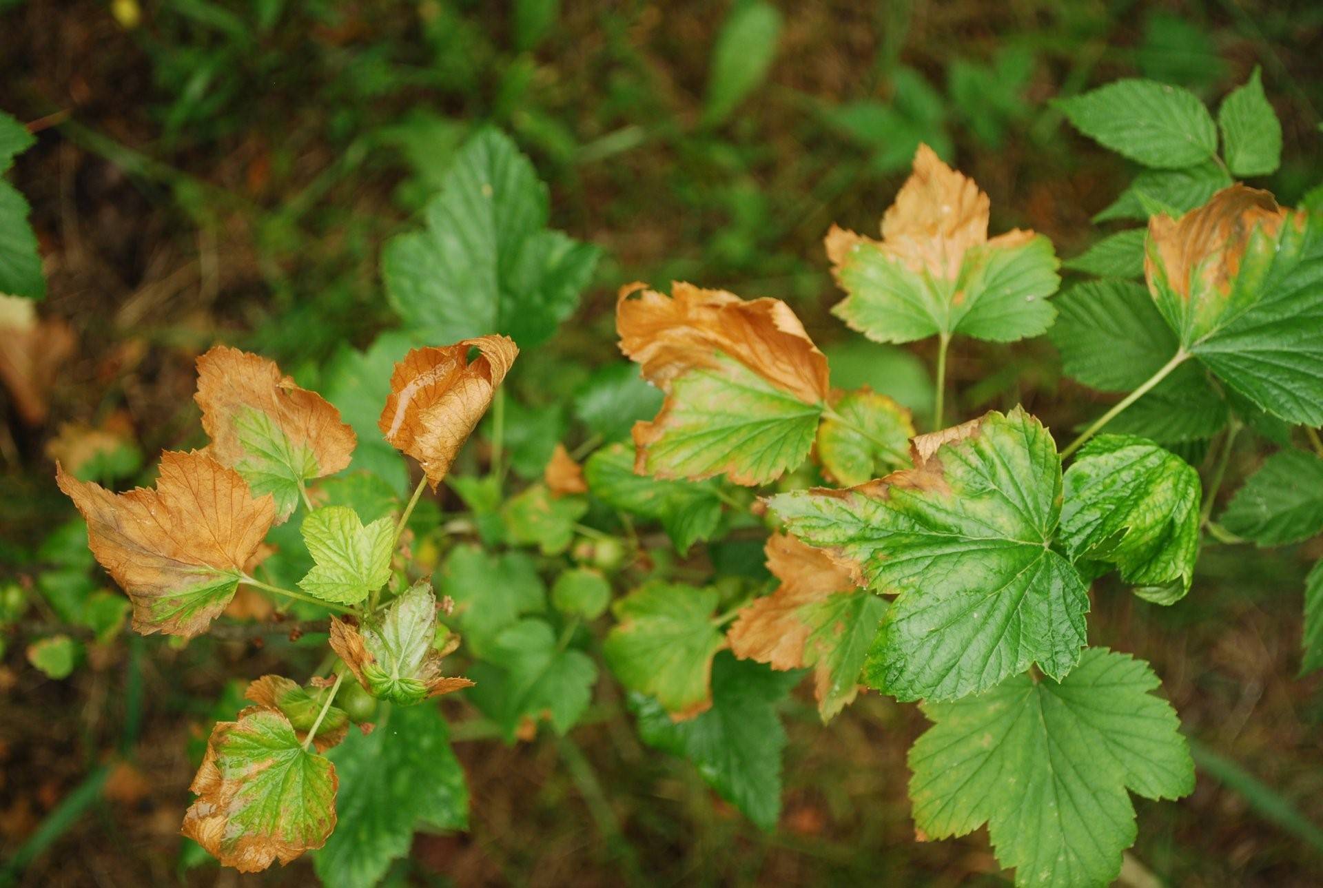 Болезни смородины с фото и лечение