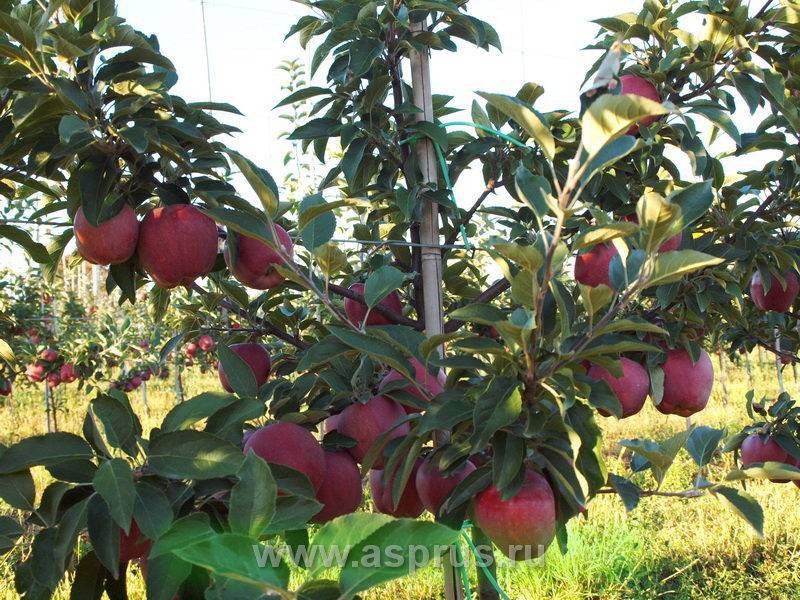 Высокоурожайная яблоня айдаред: описание, фото