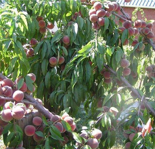 Персик воронежский кустовой