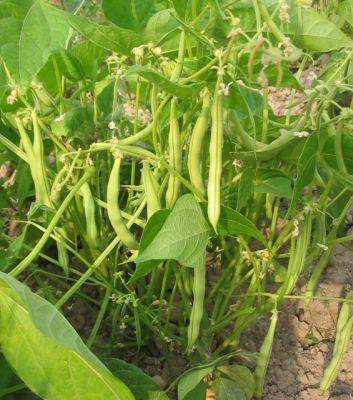 Спаржевая фасоль: выращивание и уход в открытом грунте