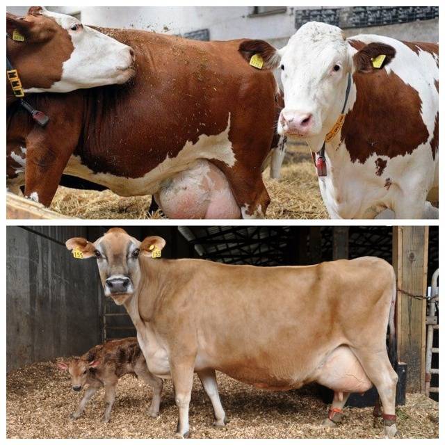 Беременность у коров: как определить, сколько длится и как протекает?