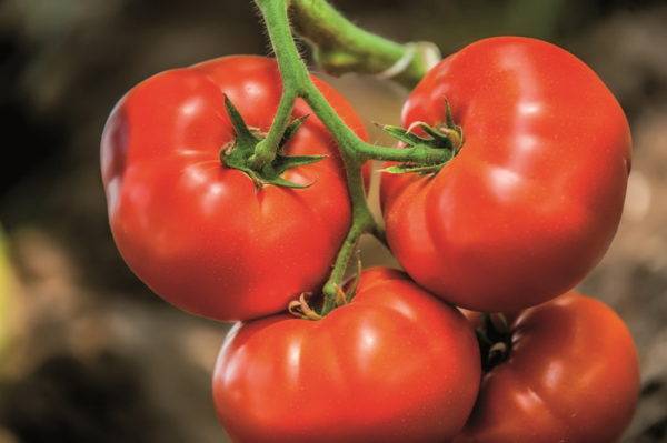 Лучшие сорта семян томатов для открытого грунта Ростовской области