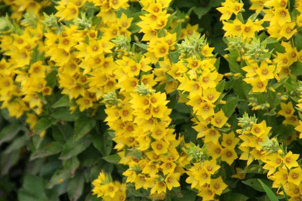 Цветок с желтыми цветками: название, описание и фото. желтые садовые цветы