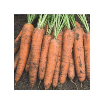 Морковь бангор — описание сорта, фото, отзывы, посадка и уход