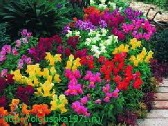 Каталог многолетних цветов для дачи: фото с названиями и описанием