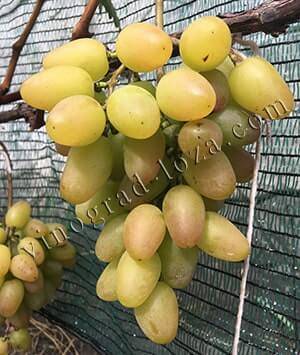 Сорт винограда «Весёлый» — описание характеристик