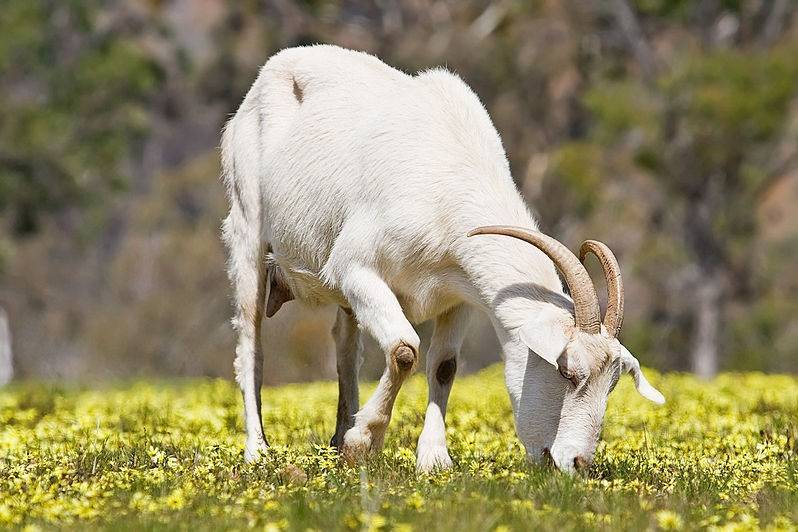 Породы коз (50 фото): описание снежных и дамасских, русских белых и других видов коз