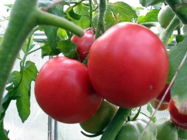 Томат "малиновый гигант": описание сорта, фото плодов-помидоров, рекомендации по выращиванию и уходу