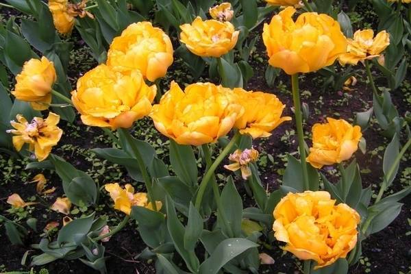 Цветы тюльпаны: фото сортов с названиями и описанием, уход за тюльпанами и советы по выращиванию