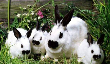 Кролик породы строкач: описание и характеристика, особенности содержания