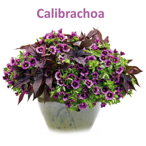 Калибрахоа — пышный водопад ярких цветов на участке. как посадить, вырастить и размножить растение