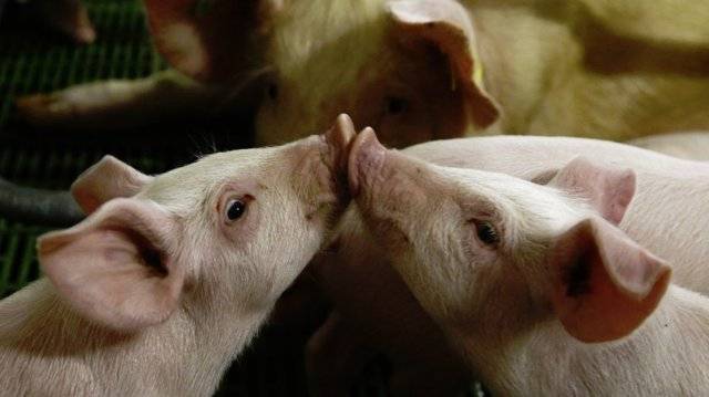 Выращивание свиней в домашних условиях как бизнес