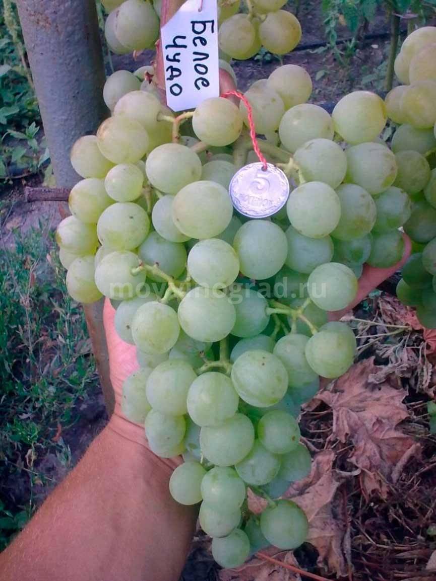 Стабильный и неприхотливый: сорт винограда белое чудо - общая информация - 2020