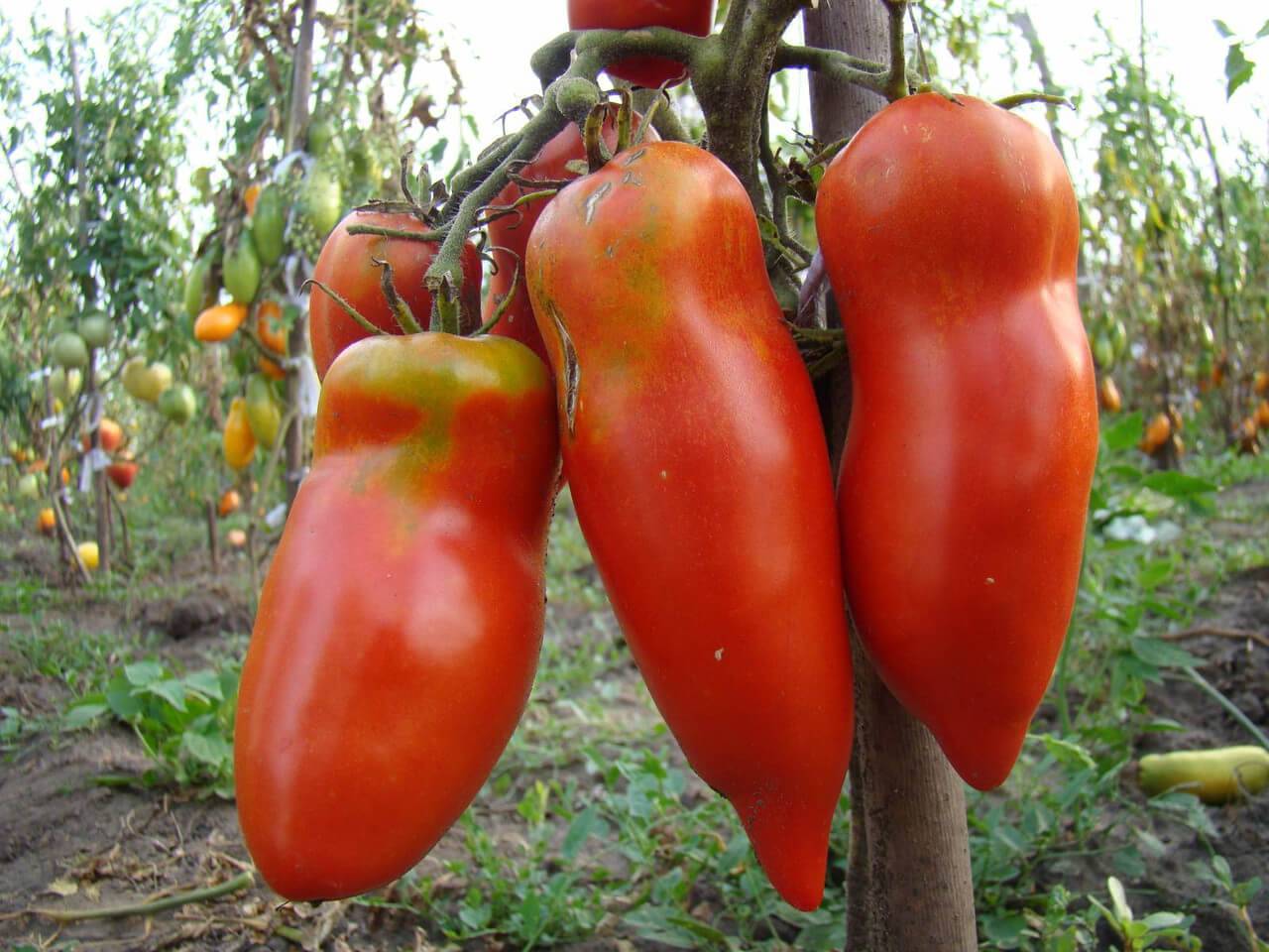 Грушовка томаты отзывы