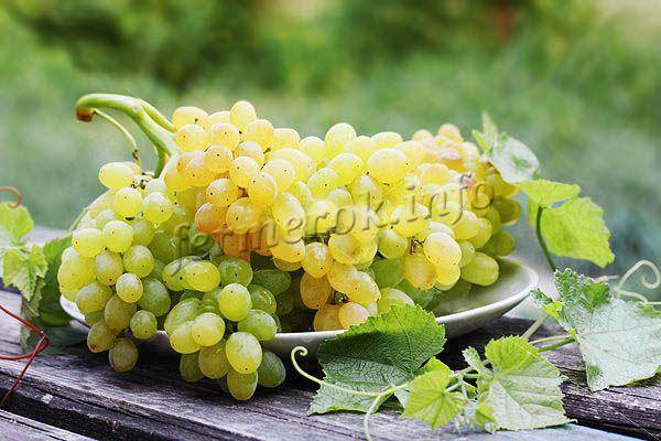 Виноград "кишмиш 342": описание сорта и его фото, особенности выращивания, болезни и вредители