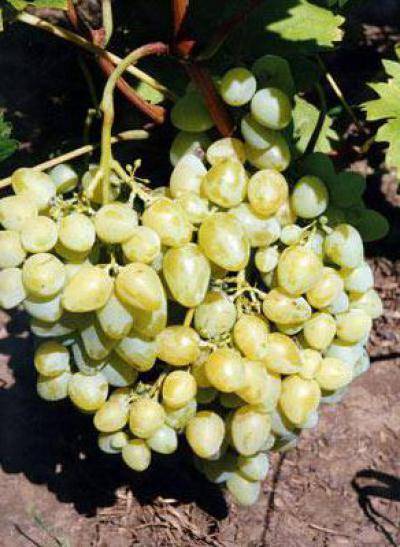 Описание сорта винограда тасон, основные характеристики и сравнение с другими сортами