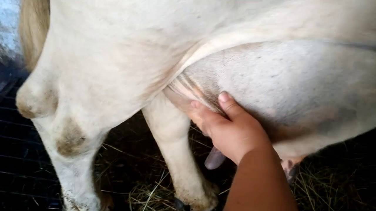 Чем лечить бородавки у коров, как свести папиллому