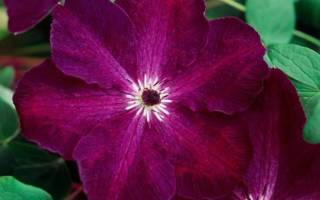 Клематисы «пурпуреа плена элеганс» (35 фото): ботаническое описание сорта. к какой группе обрезки относится?