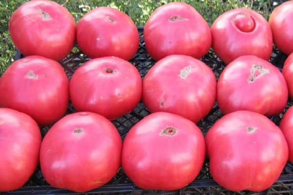Томат "дар заволжья розовый": обзор вкусовых качеств и урожайности помидора