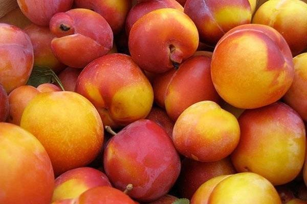Слива персиковая мичурина: описание сорта, фото, отзывы