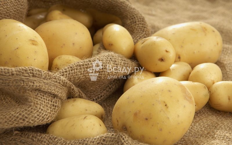Ризоктониоз картофеля (черная парша) – причины и профилактика