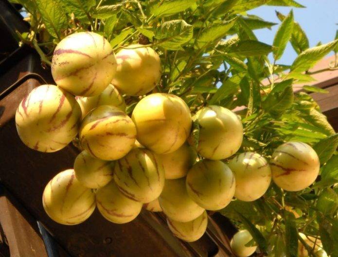 Пепино (дынное дерево) - выращивание в домашних условиях сортов консуэло, рамзес